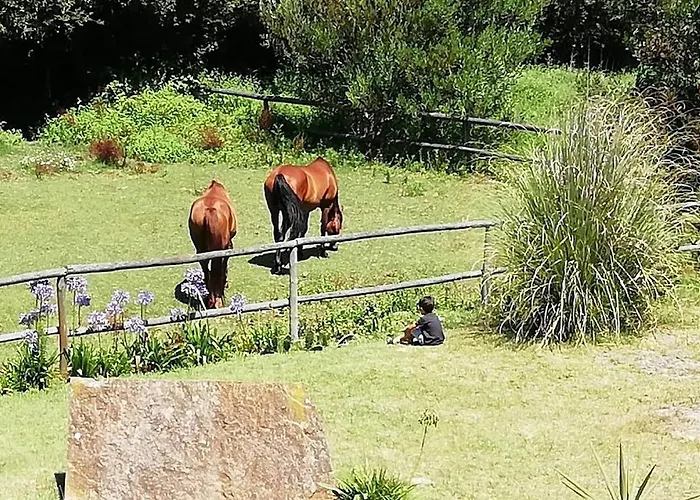 Hébergement de vacances T1 Na Casa Da Quinta S José Praia de Mira